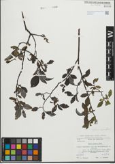 Foto von Salix glabra Scop.
